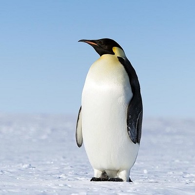 Emperor Penguin by Christopher Michel